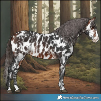 Horse Color:Bay Sabino Splash Near Leopard  and Bay Sabino Splash Near Leopard 