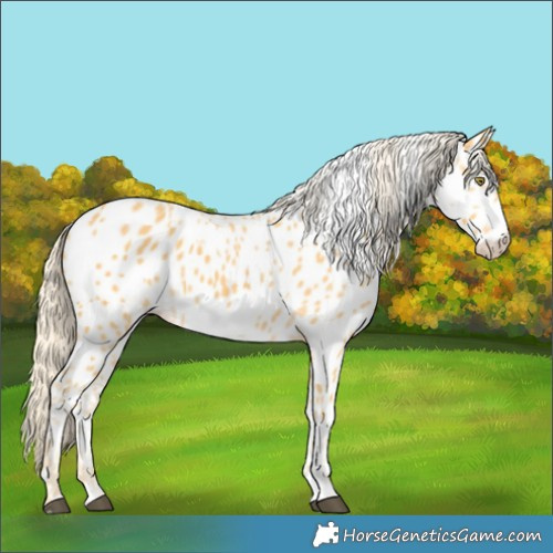 Horse Color:Palomino Appaloosa and Palomino Frame Appaloosa
