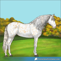 Horse Color:Palomino Appaloosa  and Palomino Frame Appaloosa 