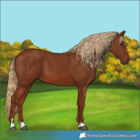 Horse Color:Chestnut 