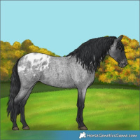 Horse Color:Blue Roan Appaloosa 