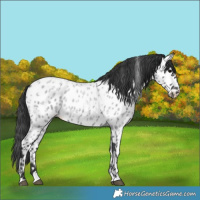 Horse Color:Blue Roan Appaloosa