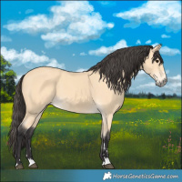 Horse Color:Buckskin 