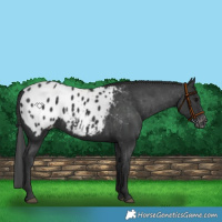 Horse Color:Black Appaloosa