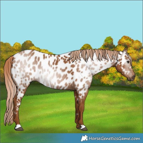 Horse Color:Gray Chestnut Appaloosa 