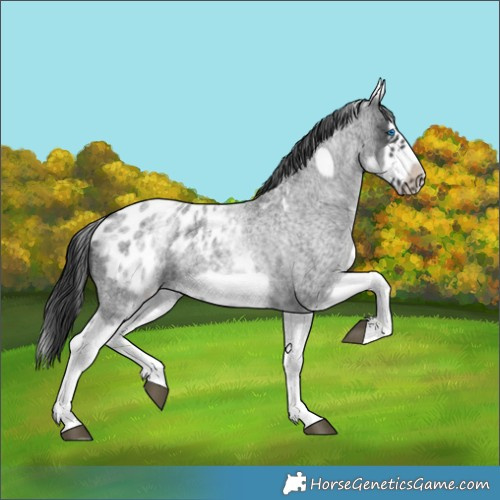 Horse Color:White Spotted Blue Roan Splash Frame Appaloosa 