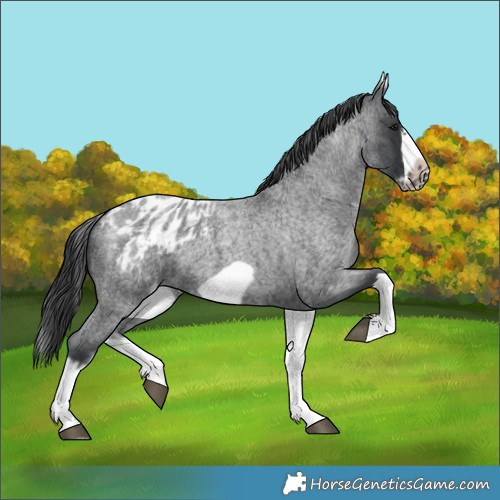 Horse Color:White Spotted Blue Roan Splash Frame Appaloosa 