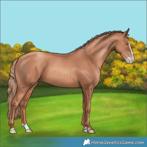Horse Color:Gold Champagne Splash 