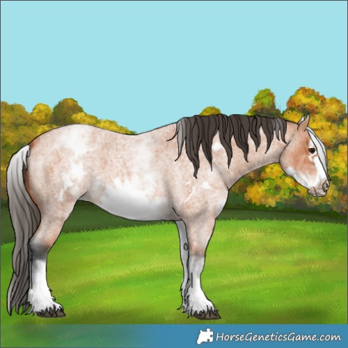 Horse Color:White Spotted Bay Roan Frame 