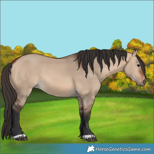 Horse Color:Bay Dun 