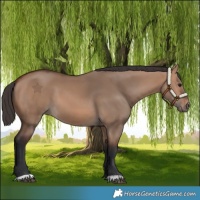 Horse Color:Bay Dun