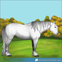 Horse Color:Gray Black
