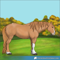 Horse Color:Chestnut Splash Tobiano 