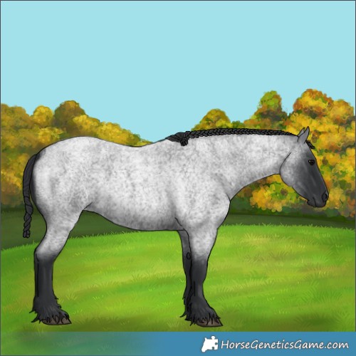 Horse Color:Blue Roan 