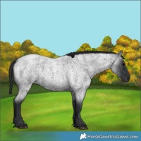 Horse Color:Blue Roan 