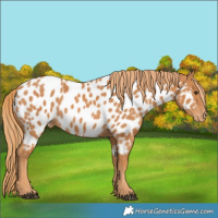 Horse Color:Chestnut Appaloosa