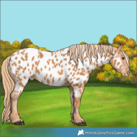 Horse Color:Chestnut Appaloosa 
