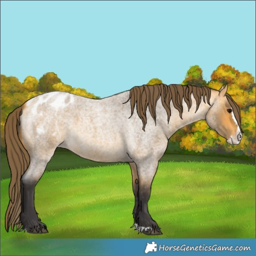 Horse Color:Buckskin Roan Splash Blanket 