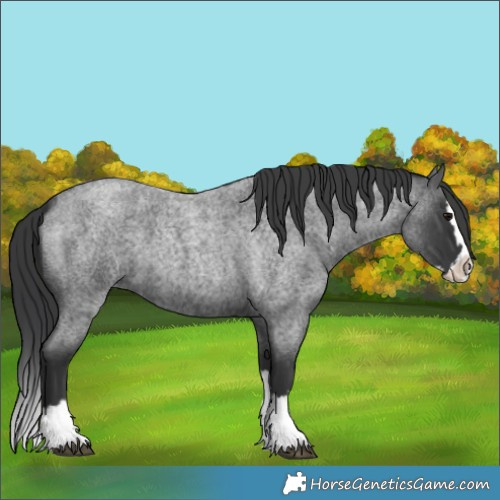 Horse Color:Blue Roan Splash 