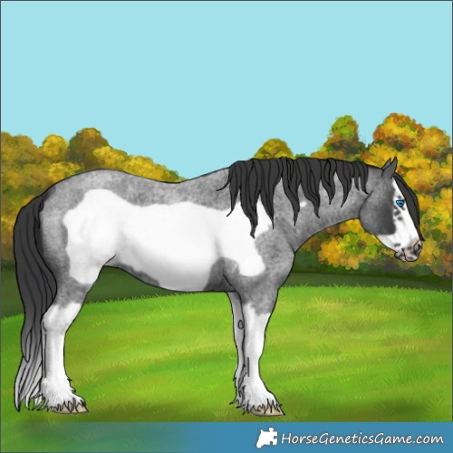 Horse Color:Blue Roan Splash Frame 