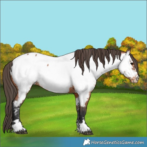 Horse Color:Bay Near Fewspot 
