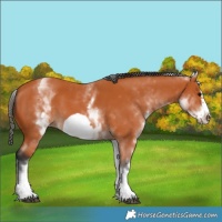 Horse Color:White Spotted Bay Frame