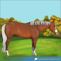 Horse Color:Silver Bay 