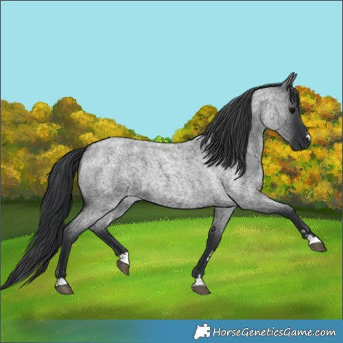 Horse Color:Blue Roan 