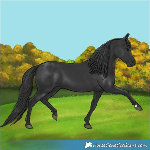 Horse Color:Black 