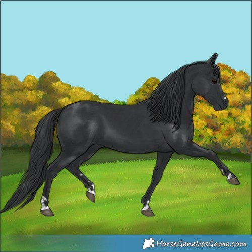 Horse Color:Black 
