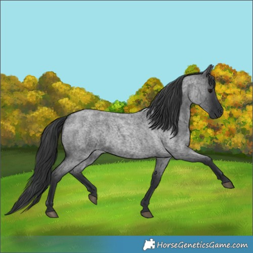 Horse Color:Blue Roan 