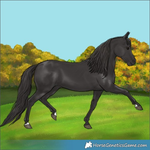 Horse Color:Smoky Black