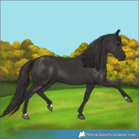 Horse Color:Smoky Black