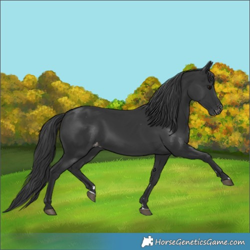Horse Color:Black Appaloosa 