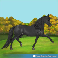 Horse Color:Black Varnish 