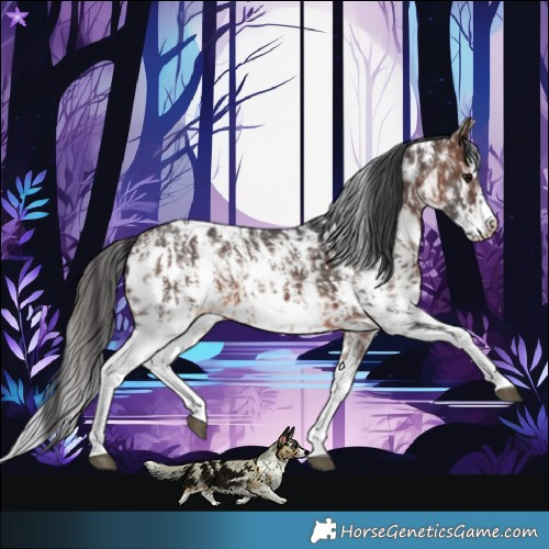 Horse Color:Brown Sabino Splash Near Leopard and Brown Sabino Splash Frame Near Leopard