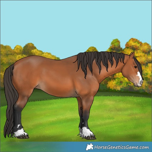 Horse Color:Bay 