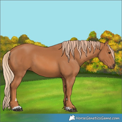 Horse Color:Chestnut 