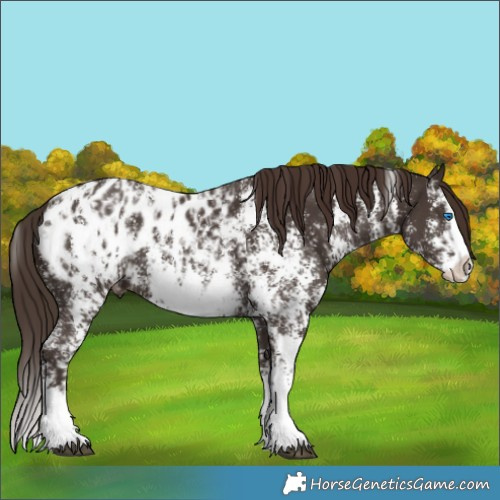 Horse Color:Liver Chestnut Sabino Splash Blanket  and Liver Chestnut Sabino Splash Blanket 