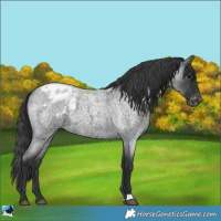 Horse Color:Blue Roan Appaloosa 