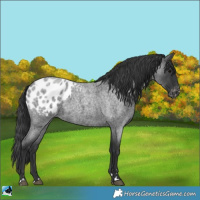 Horse Color:Blue Roan Blanket 