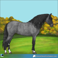 Horse Color:Blue Roan Appaloosa