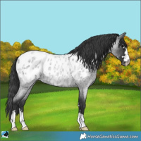 Horse Color:Blue Roan Appaloosa 