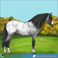 Horse Color:Blue Roan Blanket 