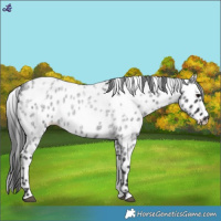 Horse Color:Blue Roan Leopard