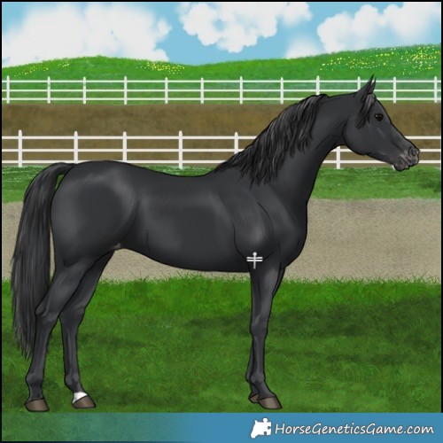 Horse Color:Black Appaloosa 