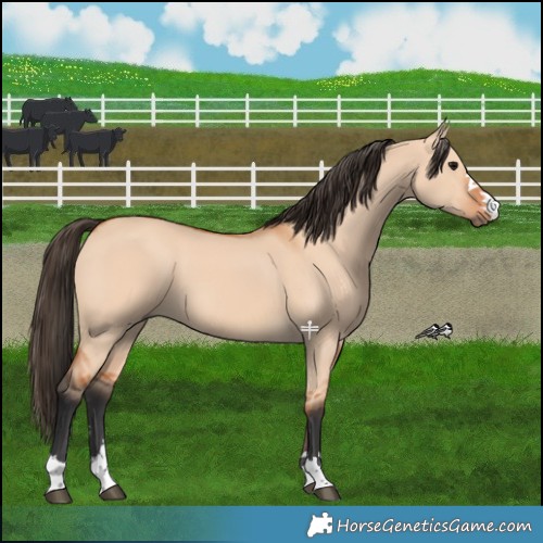 Horse Color:Bay Dun 