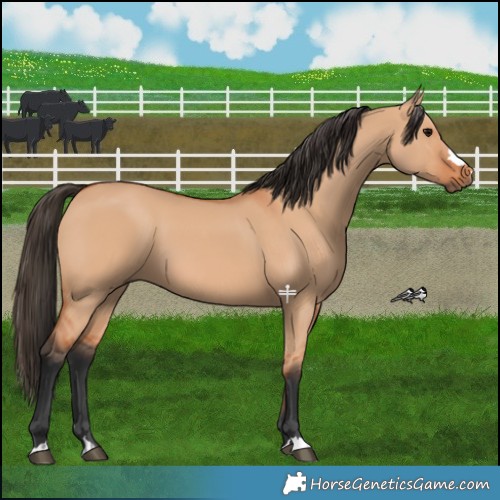 Horse Color:Bay Dun 