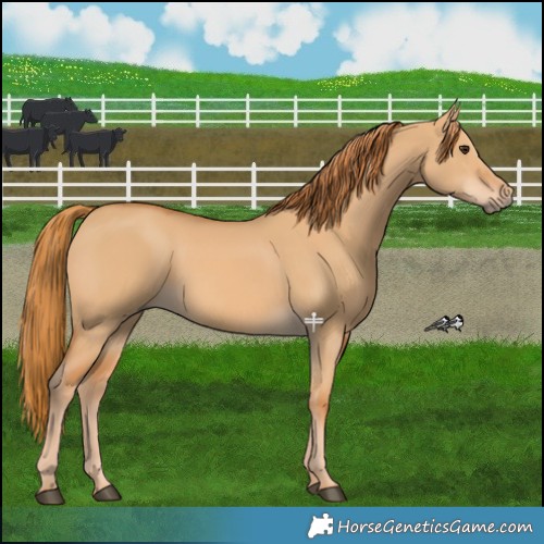 Horse Color:Red Dun 
