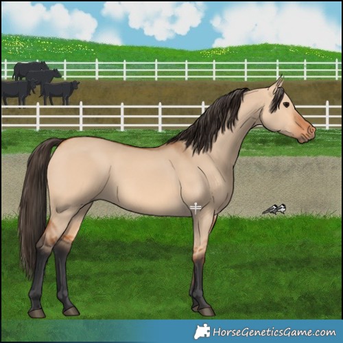 Horse Color:Bay Dun 